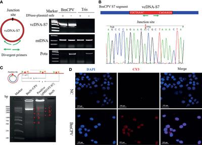 BmCPV-Derived Circular DNA vcDNA-S7 Mediated by Bombyx mori Reverse Transcriptase (RT) Regulates BmCPV Infection